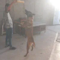 سگ نر|سگ|پاکدشت, پاکدشت (مامازند)|دیوار