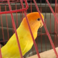 کوتوله برزیلی