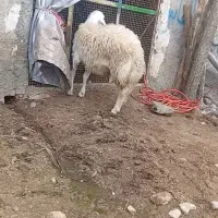 بره قوچ سفید