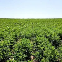 زمین کشاورزی آبی دیواندره سیستم آبیاری بارانی|فروش دفتر صنعتی، کشاورزی، تجاری|دیواندره, |دیوار