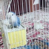 طوطی برزیلی