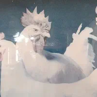 جذب نیروی کار در شرکت