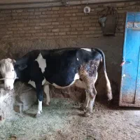 گاو سیمینتال و گوساله ماده شاروله|حیوانات مزرعه|بیلوار, |دیوار