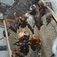 فروش مرغ و خروس لاری|حیوانات مزرعه|سردشت, |دیوار