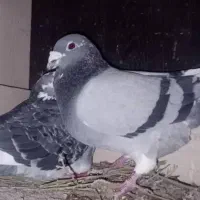 کفتر|پرنده|ریگ ملک, |دیوار