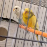 فروش جفت مرغ عشق