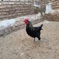خروس جتی