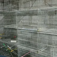 قفسه عروس هلندی