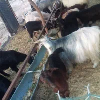 فروش بز و کهره