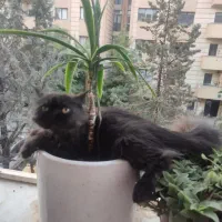 گربه پرشین