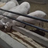 میش لاکن|حیوانات مزرعه|اشکذر, |دیوار