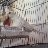 فدوش جوجه عروس هلندی آلبینو