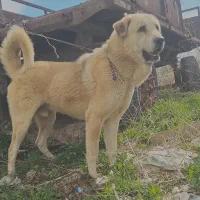 واگذاری نر عراقی