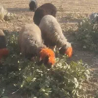 فوری فوری دزدیدن 7میش با یه بز