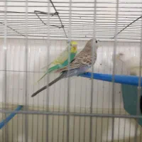 یک جفت مرغ عشق