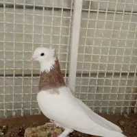 کبوتر کفتر طوقی نر