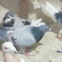 کبوتر دورگ پلاکی|پرنده|شیراز, کاراندیش|دیوار