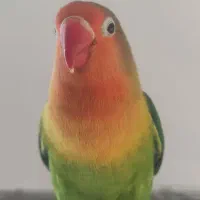 جفت کوتوله