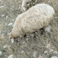 پنج عدد گوسفندپنج ساله