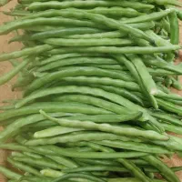 لوبیاقصری تازه