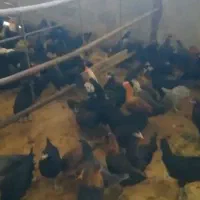 جوجه محلی ۴ ماهه