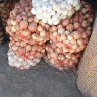 پیاز