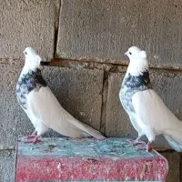 کبوتر.طوقی.دورگ