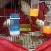 تعدادی عروس هلندی. لوتینیو. مرواریدی|پرنده|فردیس, فرامرزیه|دیوار