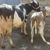 گاو گوساله سیمنتال قرمز اصیل طلای ناب
