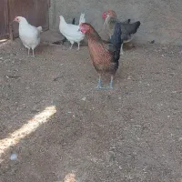 مرغ بومی|حیوانات مزرعه|اصفهان, زاجان|دیوار