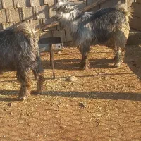 سه رس بزغاله