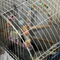 دو عدد عروس هلندی با قفس|پرنده|آمل, |دیوار