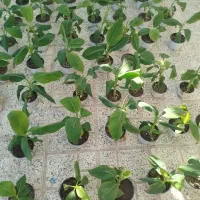 فروش نهال موز