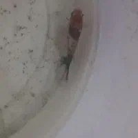 ماهی فایتر قیمت مناسب|ماهی|بن, |دیوار