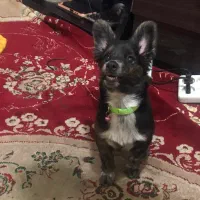 سگ اشپیتز گم شده