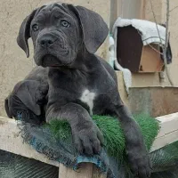 کنکورسو توله کن کورسو نرماده بلو مشکی و رنگ خاص|سگ|ماهدشت, |دیوار