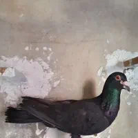 کفتر پلاکی...