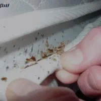 خدمات سمپاشی باضمانت کتبی سم پاشی سوسک وساس|خدمات نظافت|تهران, تهرانپارس شرقی|دیوار