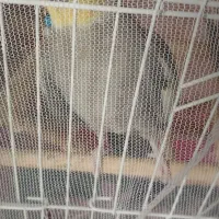 عروس هلندی نر و ماده|پرنده|رشت, گلباغ نماز|دیوار