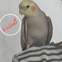 عروس هلندی گمشده در درخشانیه|حیوانات|هشتگرد, شهرک جهان ویلا (درخشانیه)|دیوار