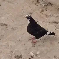 پلنگ|پرنده|کرمان, |دیوار