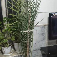 درختچه خرما|گل و گیاه طبیعی|چناران, |دیوار