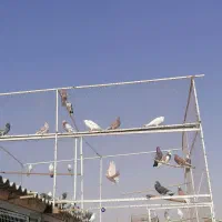 تعدادی کبوتر عالی فروشی موجوده