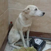 سگ خانگی|سگ|اصفهان, طامه|دیوار