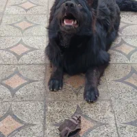 سگ ژرمن بلک