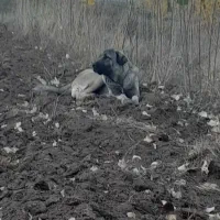 ماده عراقی ۱۵ ماهه اصل