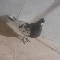 یک عدد نر کله سیاه