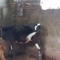 ۲راس گوساله تلیسه|حیوانات مزرعه|گنبد کاووس, |دیوار