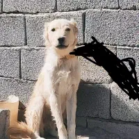 توله سراب