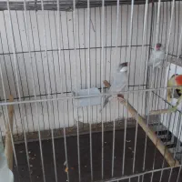 5جفت فنچ نرگسی شکلاتی وسیلور ..|پرنده|قم, شهرک فاطمیه|دیوار